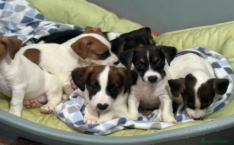Jack Russell Terrier perros - Anuncio 4