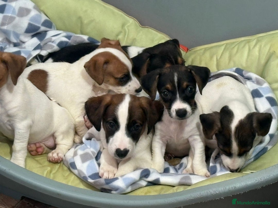 Jack Russell Terrier perros en venta: Jack Russell  - Imagen 1