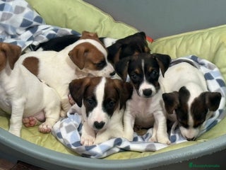 Jack Russell Terrier perros - Anuncio 6