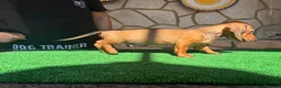 Teckel perros en venta: Teckel kaninchen - Anuncio 5