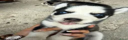 Husky Siberiano perros en venta: HUSKY PUPPY  - Anuncio 2