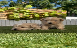 Maltipoo perros en venta: MALTIPOO MACHO - Imagen 2