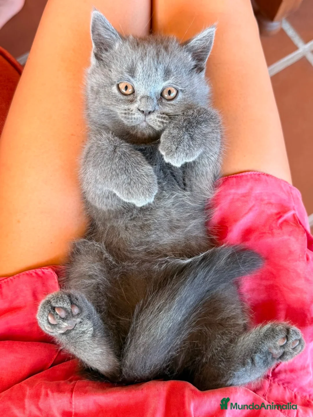 Británico de Pelo Corto Azul gatos en venta: Gatos british - Anuncio 2