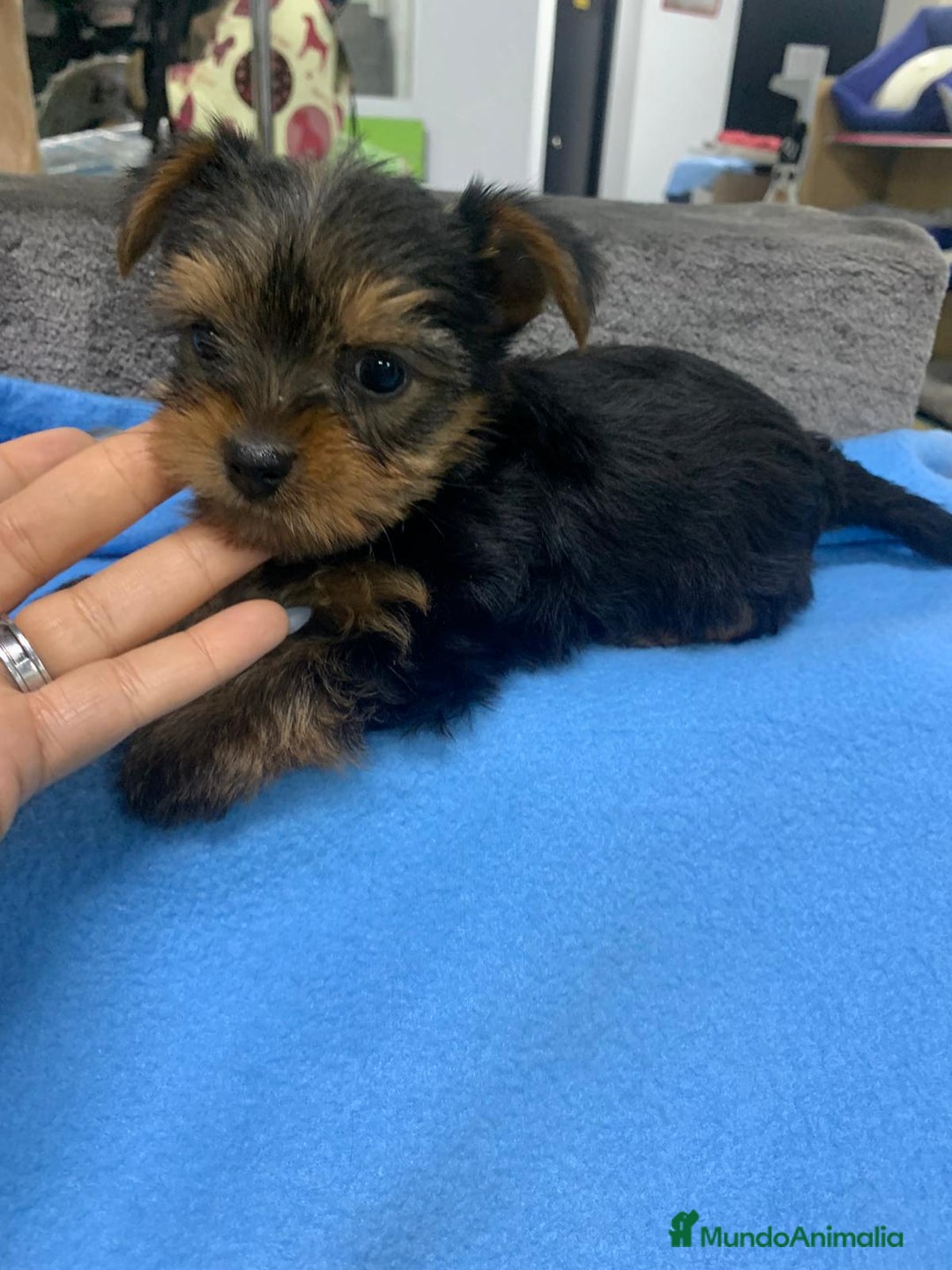 Yorkshire Terrier perros en venta: Yorkshire toy - Anuncio 4