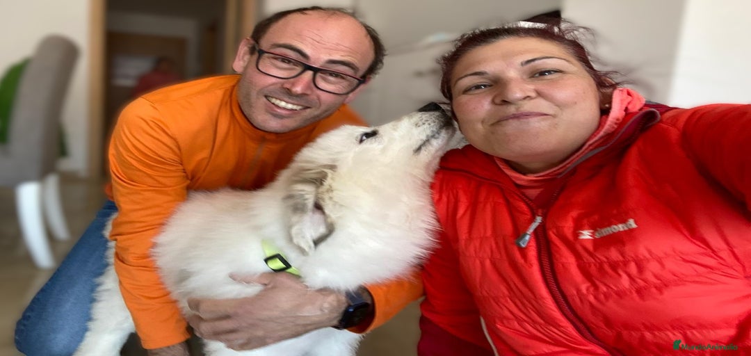 Imagen de galería {{count}}