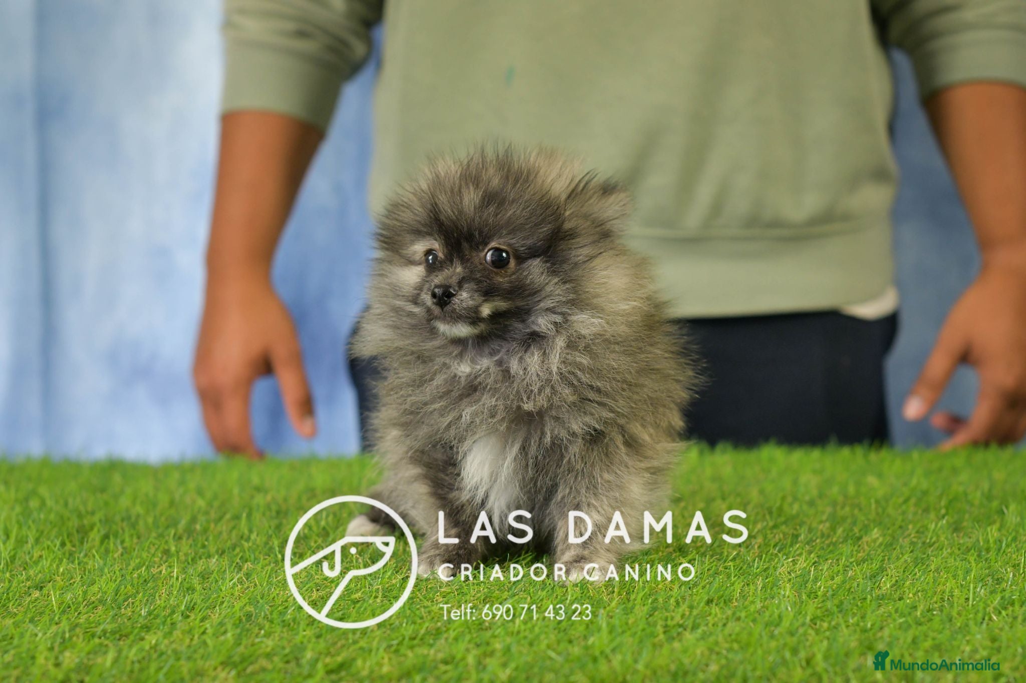 Pomerania perros Pomeranias disponibles - Anuncio 3