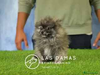 Pomerania perros Pomeranias disponibles - Anuncio 3