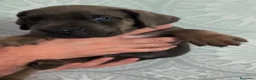 Cane Corso perros en venta: Cane corso hijos de campeones  - Anuncio 6