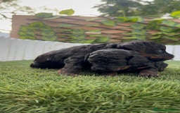Caniche Toy perros en venta: CANICHE TOY HEMBRA COLOR NEGRO PHANTOM - Imagen 5