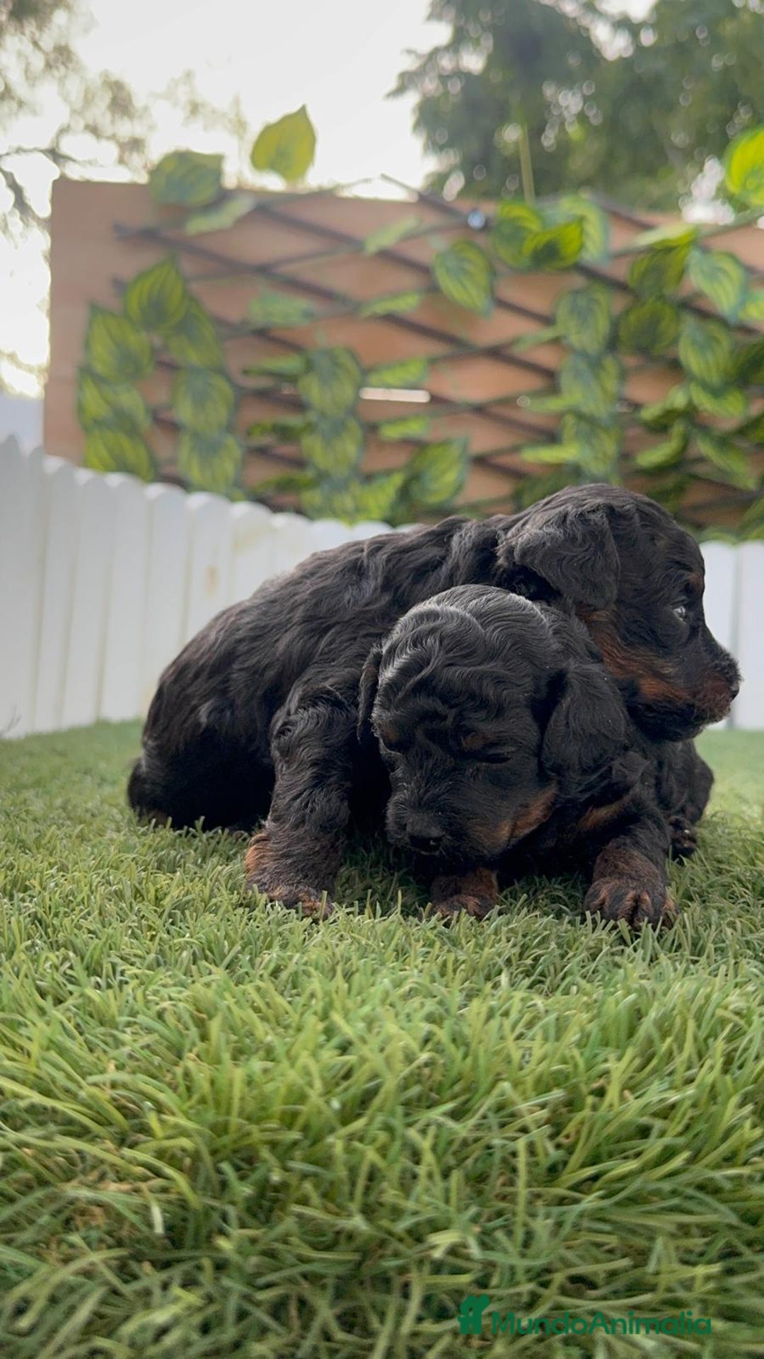 Caniche Toy perros en venta: CANICHE TOY HEMBRA COLOR NEGRO PHANTOM - Imagen 5