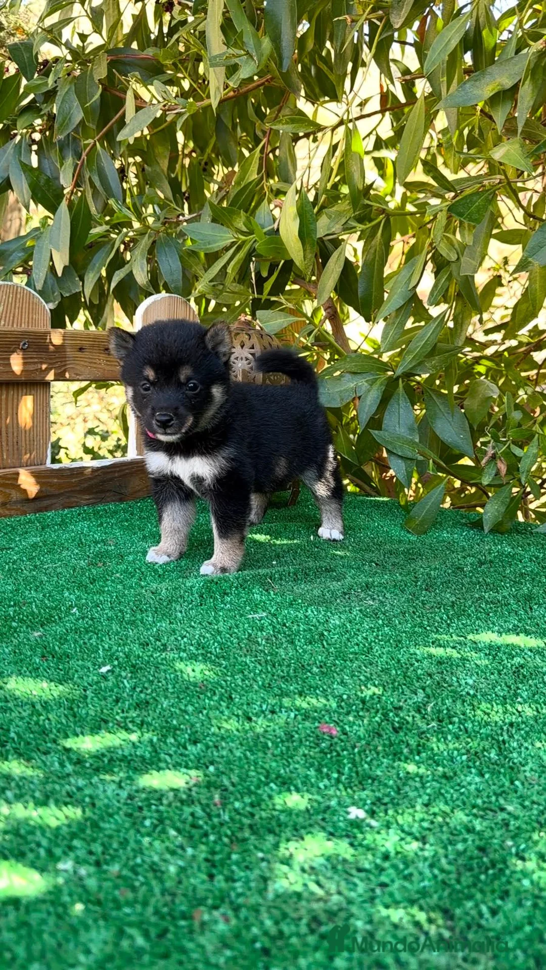 Shiba Inu perros en venta: Shiba Inu negro y rojos espectaculares bebes  - Anuncio 2