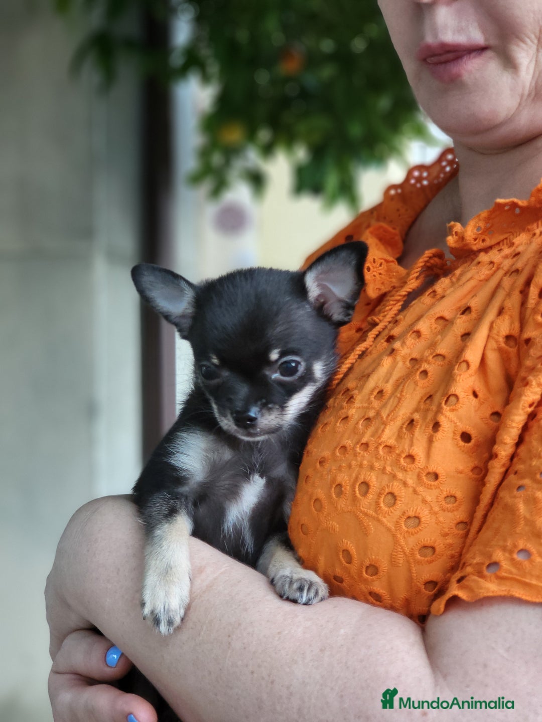 Pomchi perros en venta: Machito negro y fuego - Imagen 1