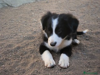 Border Collie perros - Anuncio 26
