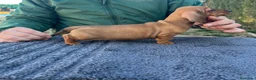 Teckel Miniatura perros en venta: CACHORROS TECKEL NEGROS Y MARRONES - Anuncio 7