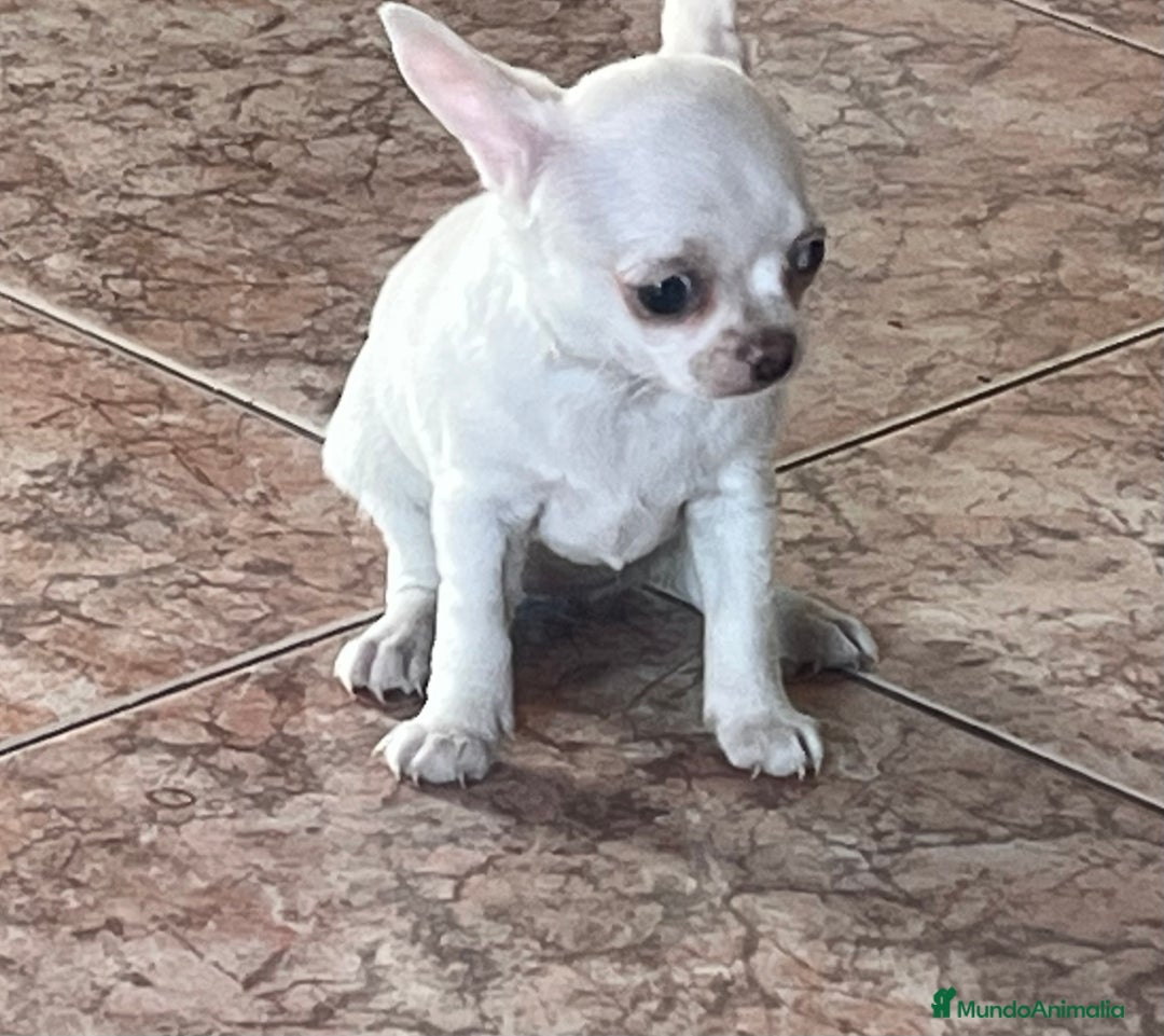 Raza Mixta perros en venta: Cachorros en Caraby Benidorm  - Imagen 10