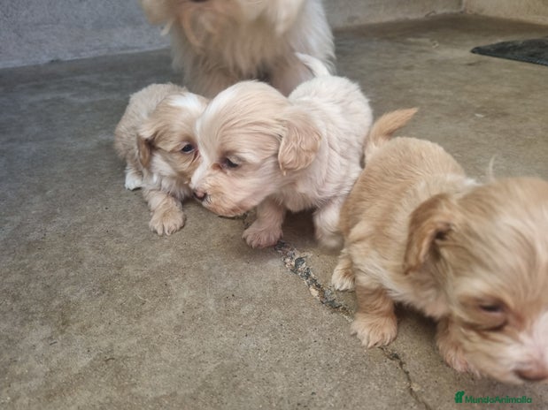 Maltipoo perros en Cáceres - Anuncio 1