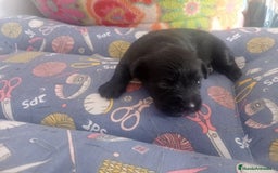 Schnauzer Miniatura perros en venta: SCHNAUZER MINIATURA  - Imagen 2