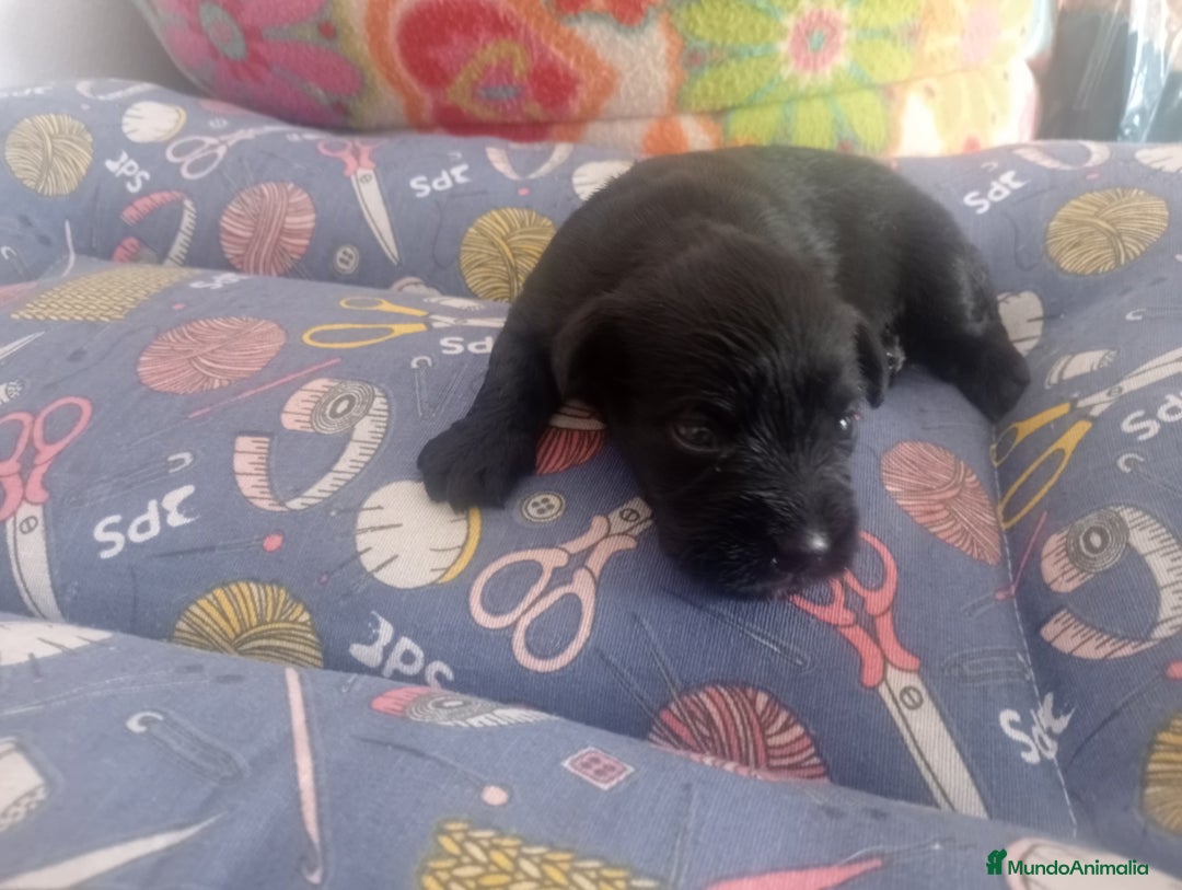 Schnauzer Miniatura perros en venta: SCHNAUZER MINIATURA  - Imagen 2