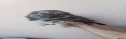 Pekinés perros en venta: Pekines - Anuncio 4