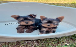 Yorkshire Terrier perros en venta: Yorkshire macho - Imagen 1