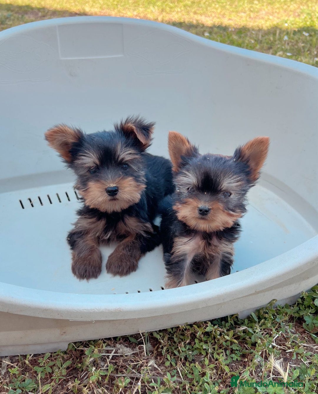 Yorkshire Terrier perros en venta: Yorkshire macho - Imagen 1