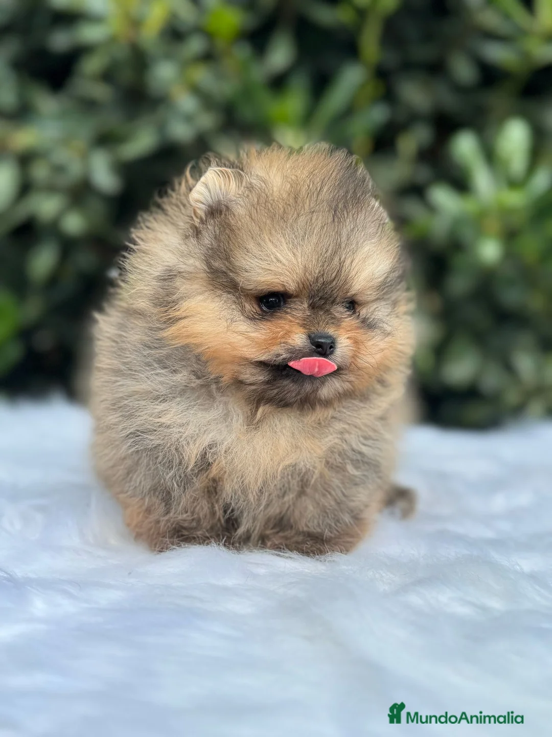 Pomerania perros en venta: AUTENTICOS POMERANIA, LOS MAS MINIATURAS. en Málaga - Anuncio 3