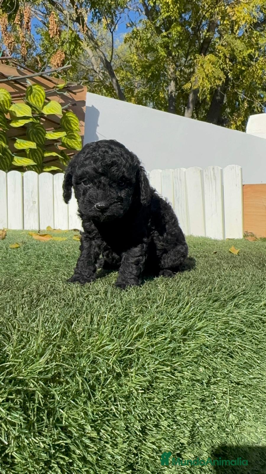 Caniche Toy perros CANICHE TOY MACHO - Anuncio 4