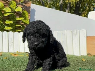 Caniche Toy perros CANICHE TOY MACHO - Anuncio 2