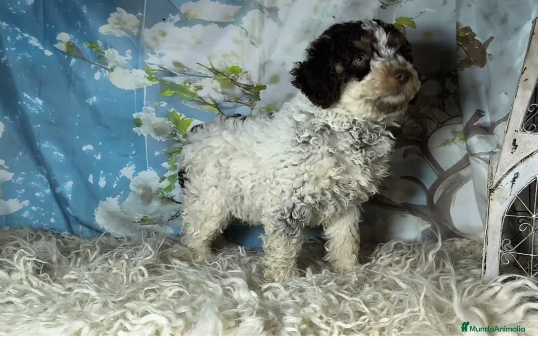 Perro de Agua Español perros Perros de agua  - Anuncio 2