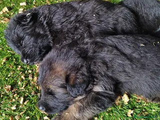 Pastor Alemán perros Pastor Alemán - Anuncio 2