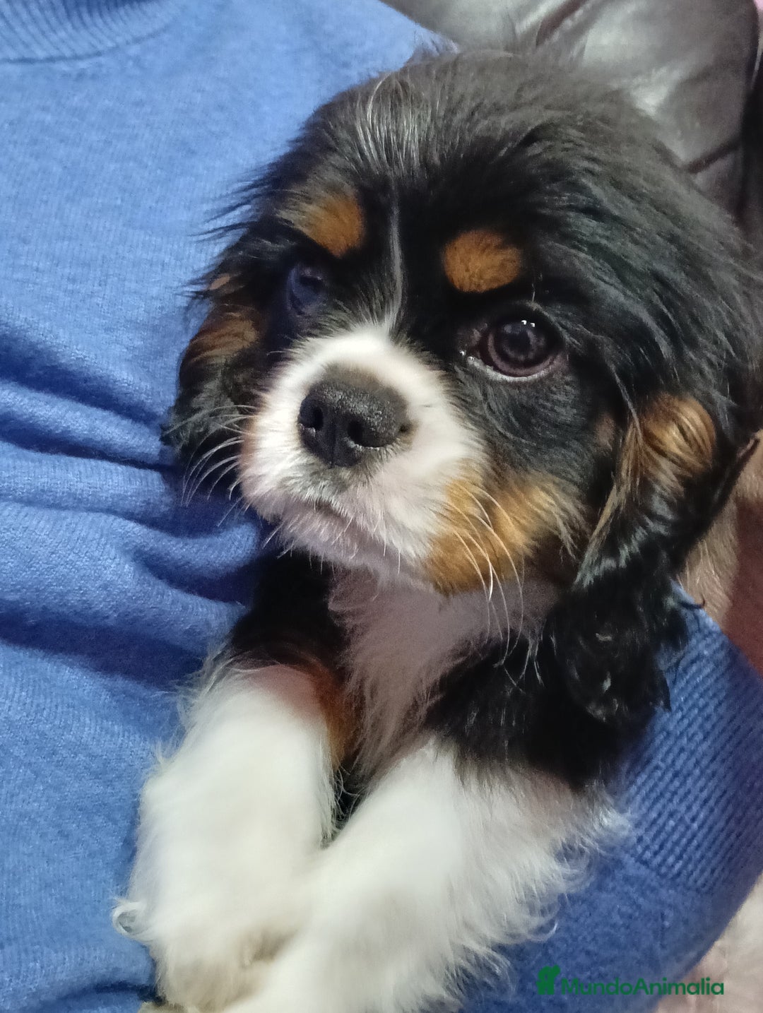 Cavalier King Charles Spaniel perros en venta: Cavalier macho tricolor - Anuncio 5