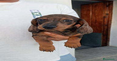 Teckel perros - Anuncio 10