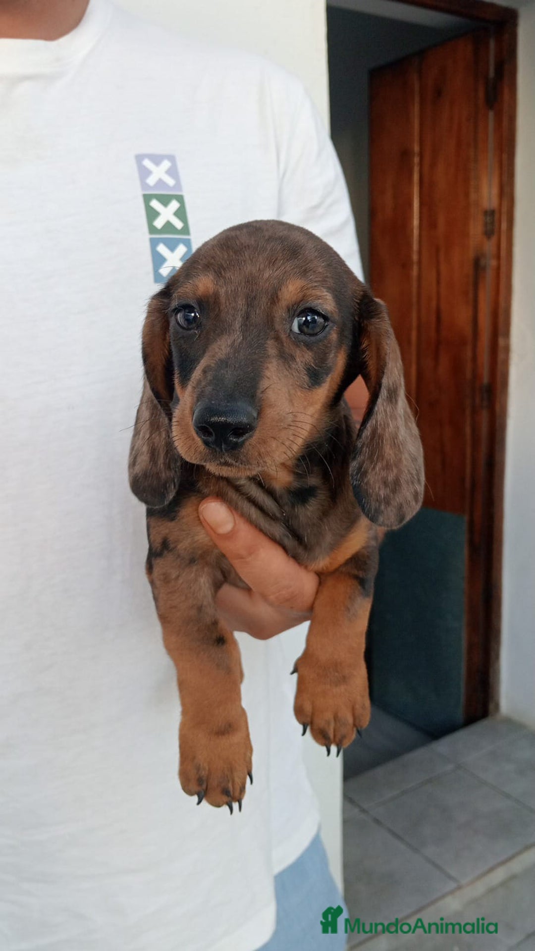 Teckel perros en venta: Cachorros teckel canichen  - Imagen 2