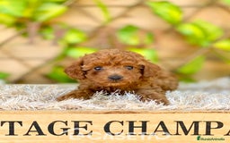 Caniche Toy perros en venta: Camada de Iria - Imagen 6