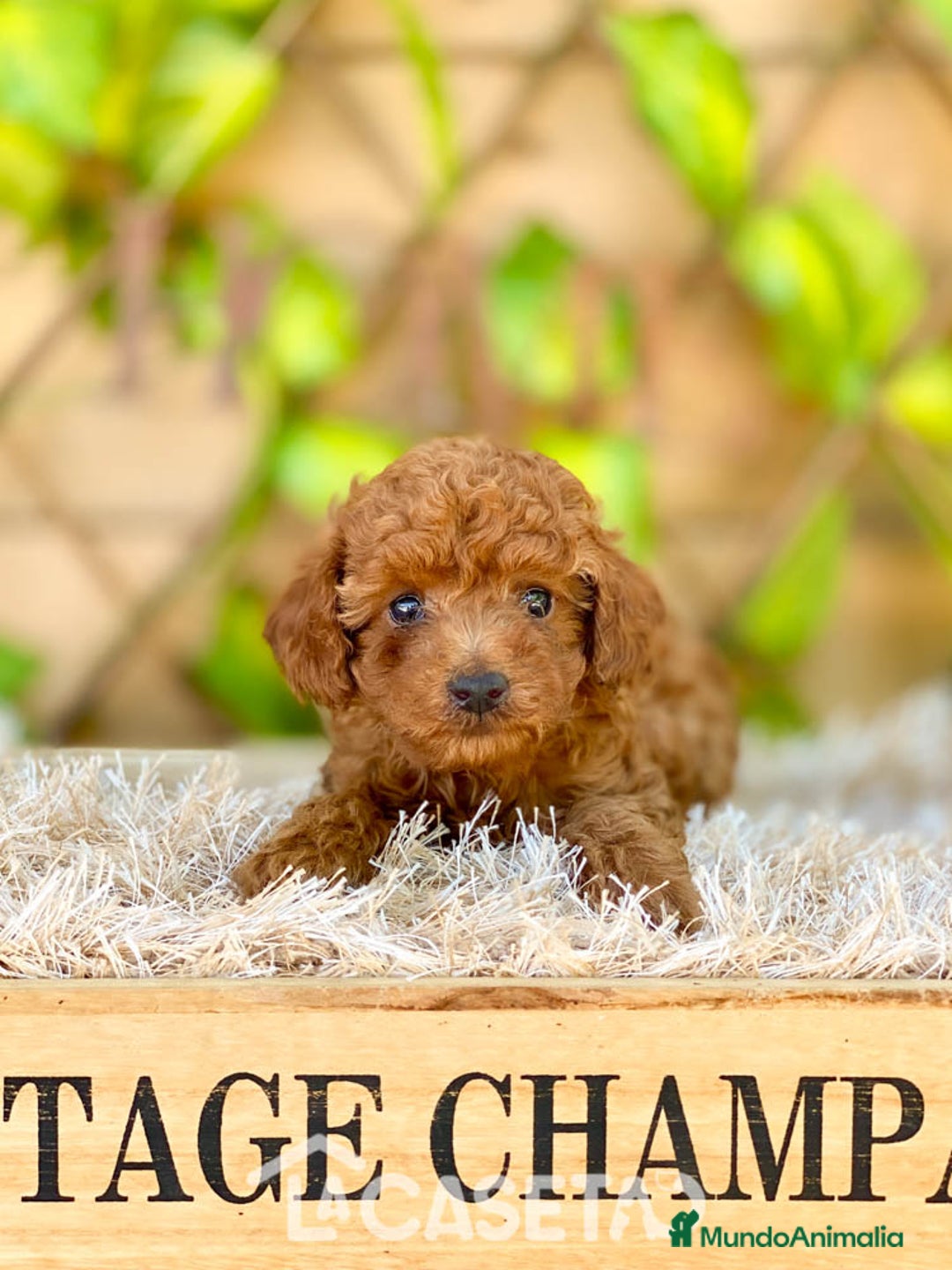 Caniche Toy perros en venta: Camada de Iria - Imagen 6