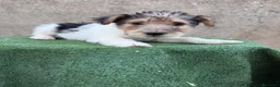 Fox Terrier de Pelo Duro perros en venta: Fox Terrier - Anuncio 10