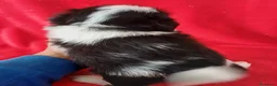 Shih Tzu perros en venta: Shitzhu  - Anuncio 4