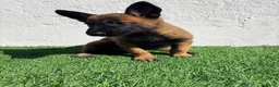 Pastor Belga Malinois perros en venta: Pastor Belga Malinois - Anuncio 5