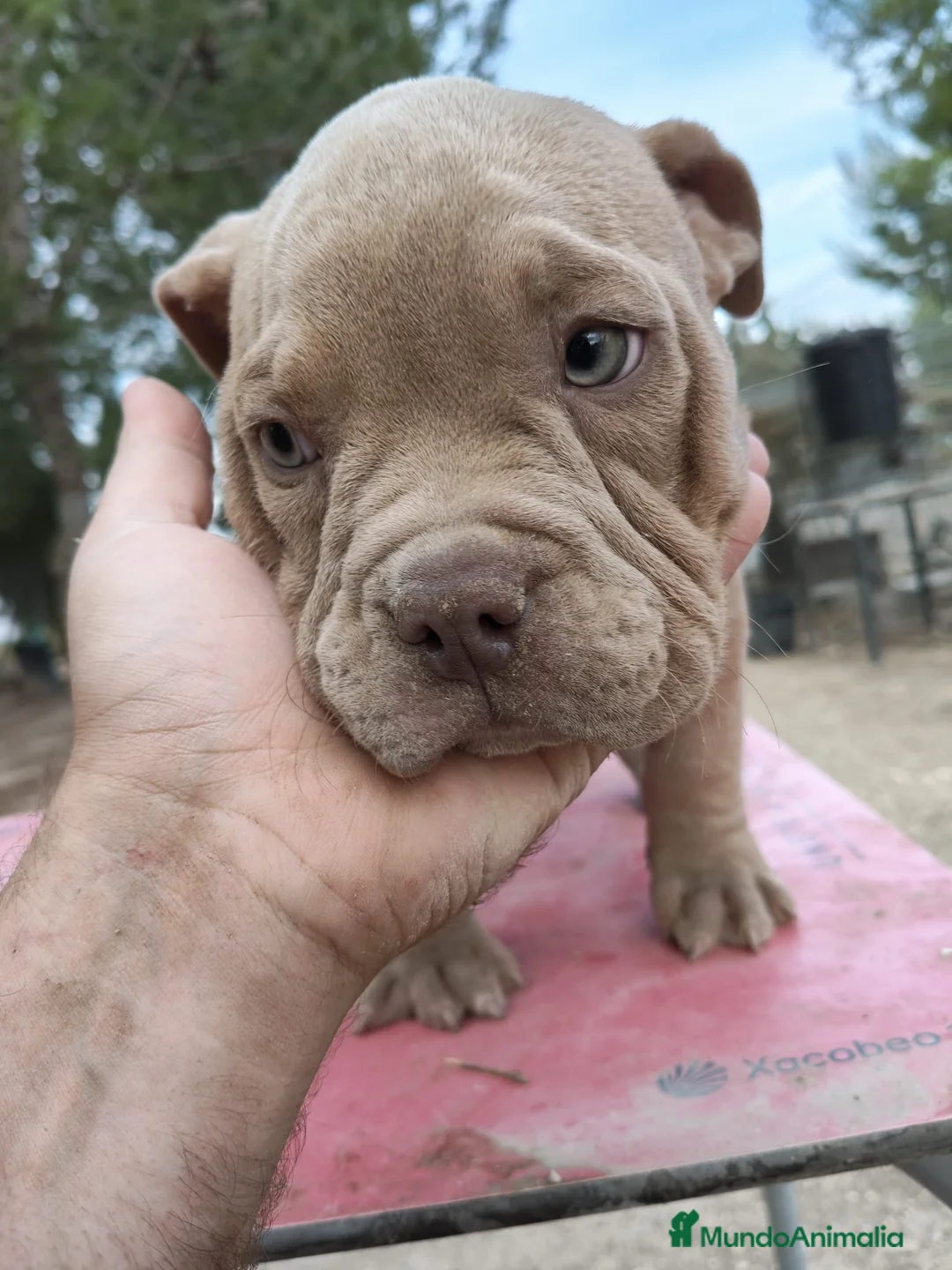 American Bully perros en venta: American Bully  - Anuncio 2