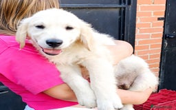 Golden Retriever perros en venta: Golden retriever - Imagen 1