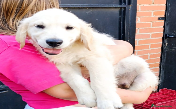 Golden Retriever perros - Propaganda 8
