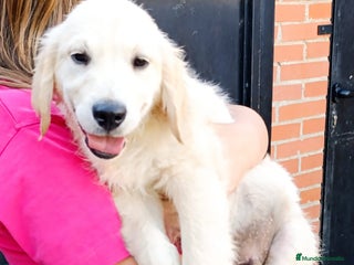Golden Retriever perros - Anuncio 4