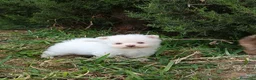 Pomerania perros en venta: Pomerania  - Anuncio 3