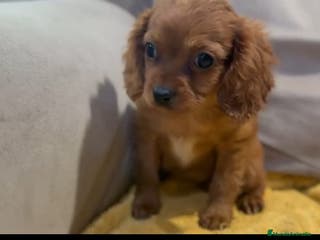 Cavapoo perros Camada perritos raza Cavapo en Granada - Anuncio 5