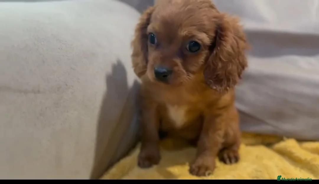 Cavapoo perros en venta: Camada perritos raza Cavapo en Granada - Anuncio 1