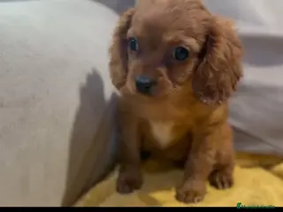 Cavapoo perros Camada perritos raza Cavapo en Granada - Anuncio 4