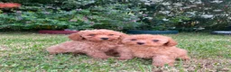 Caniche Mediano perros en venta: Caniche rojo/apricor - Anuncio 1