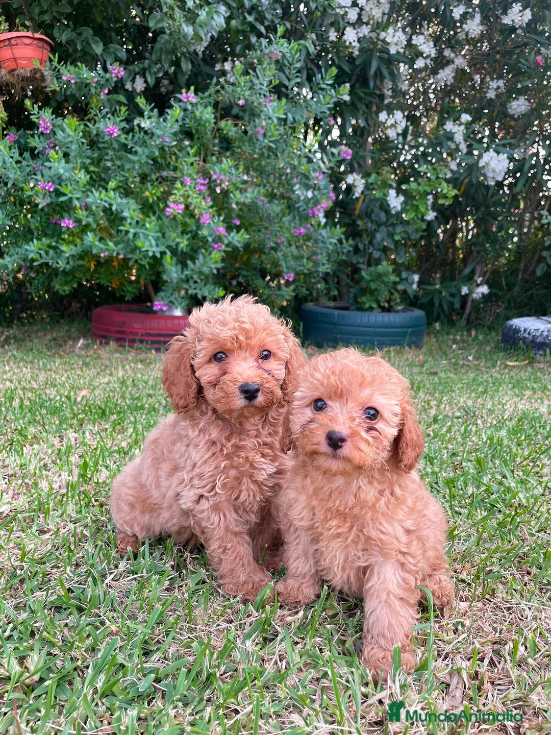 Caniche Mediano perros en venta: Caniche rojo/apricor - Anuncio 1