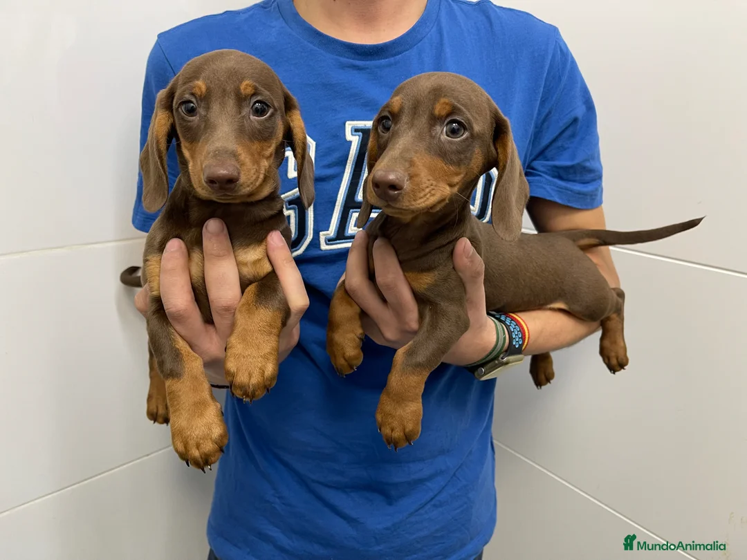 Teckel Miniatura perros en venta: Cachorros teckel 700€ ¡PRECIO REAL! - Anuncio 5