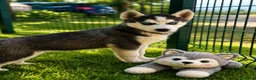 Husky Siberiano perros en venta: Husky macho  - Anuncio 4